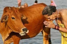 vaches-new-delhi-inde-culture