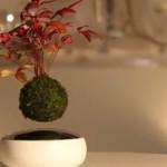 DESIGN : Air bonsaï, le premier bonsaï volant