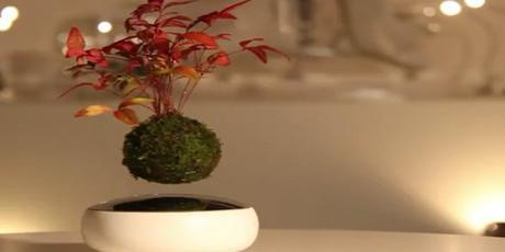 DESIGN : Air bonsaï, le premier bonsaï volant