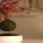 DESIGN : Air bonsaï, le premier bonsaï volant