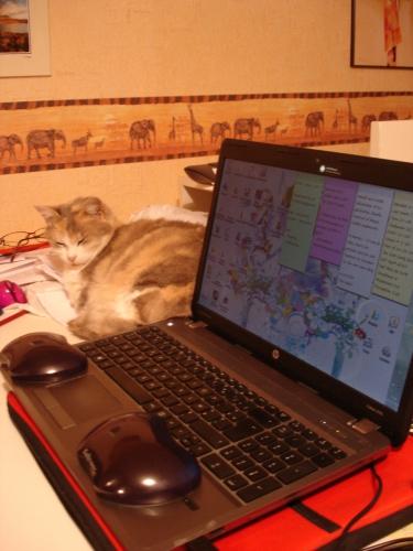 chat, chatte, cat, minette, prévenant, serviable, attentionné, helpful, considerate, desk, bureau, travail, work, computer, ordinateur