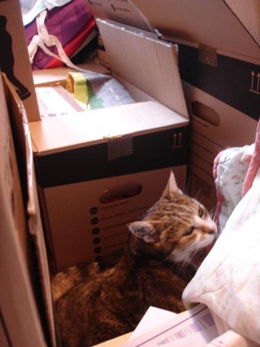 chat, chatte, cat, minette, prévenant, serviable, attentionné, helpful, considerate, déménagement, move, box, carton