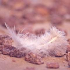 Kokoro ou la poésie de la vie