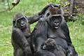SOS Gorilles des montagnes en Ouganda !