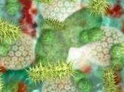 PLAIE INFECTÉE MALODORANTE: Pourquoi faut penser pansement charbon Cicatrisation