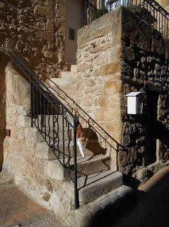 Chats de Provence: un album