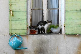 Chats de Provence: un album