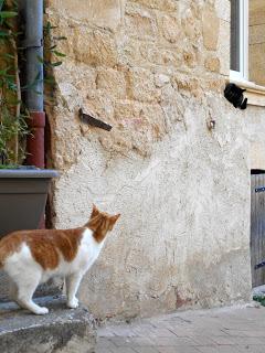 Chats de Provence: un album