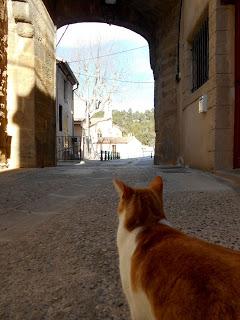 Chats de Provence: un album