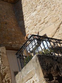 Chats de Provence: un album