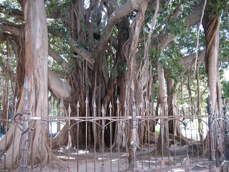 Un arbre d'intérieur: le ficus benjamina (une plante verte facile de culture)