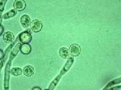 MICI: microbiote fongique, nouvelle cible prometteuse
