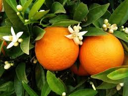 Recette de la confiture d'oranges amères