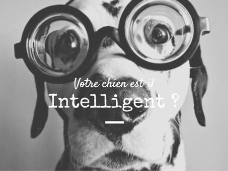 Comprendre l’intelligence du chien – concepts et études