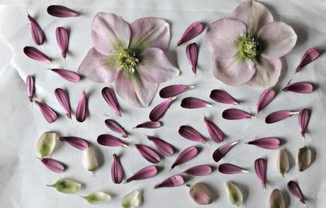 DIY : fleurs et feuillages sous verre