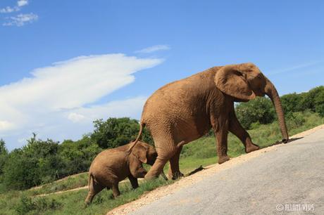 safaris en afrique du sud