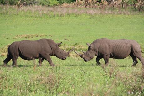 Isimangaliso safaris en afrique du sud (1)
