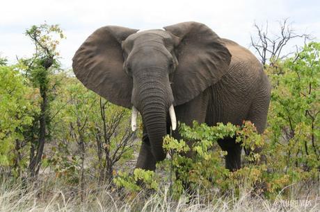 Kruger Park safaris en afrique du sud (2)