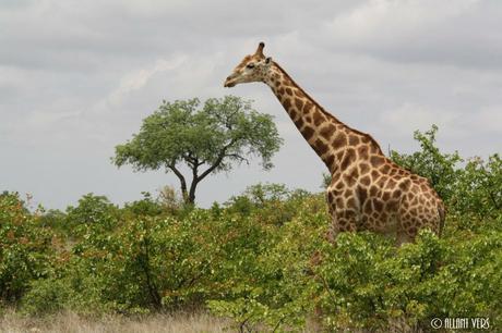 Kruger Park safaris en afrique du sud (3)