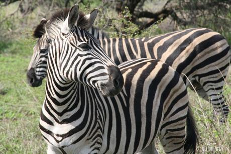 Kruger Park safaris en afrique du sud (1)