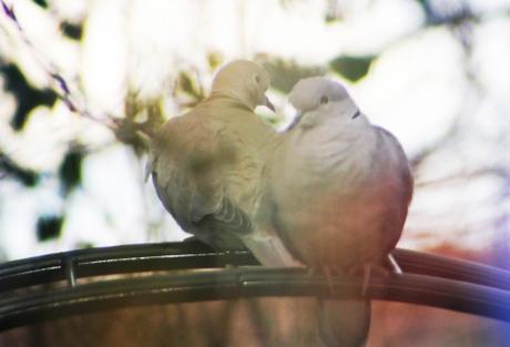 tourterelles veneux 15 fev 2016 019 (2).jpg