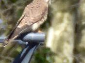 Serait-ce faucon crécerelle