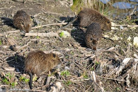 Rats musqués • Ondatra zibethicus