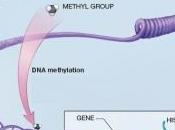 DIABÈTE type signature épigénétique mauvais contrôle glycémique Human Molecular Genetics