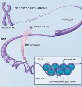 DIABÈTE de type 2: Une signature épigénétique du mauvais contrôle glycémique  – Human Molecular Genetics