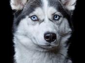 Portraits d'animaux, Animal Soul Robert Bahou