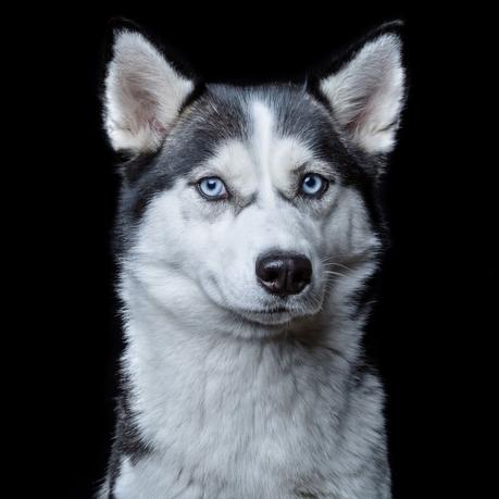 Portraits d'animaux, Animal Soul de Robert Bahou