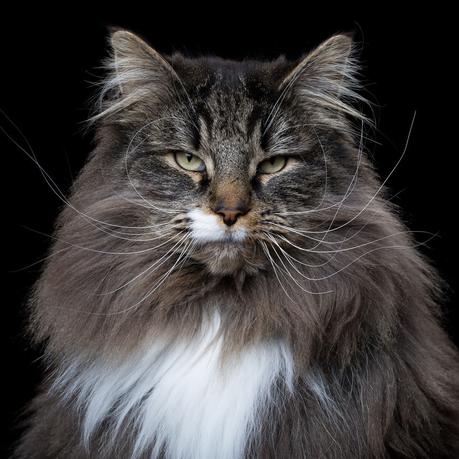 Portraits d'animaux, Animal Soul de Robert Bahou