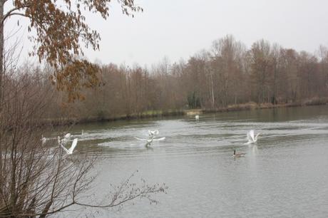 16 cygnes montcourt 18 fev 2016 016.jpg