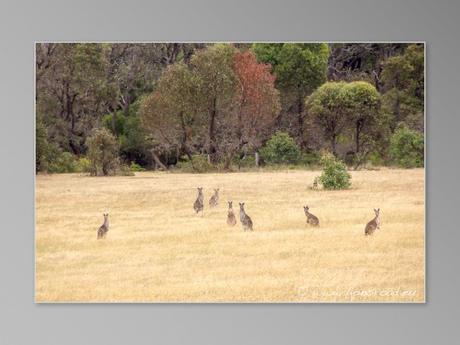 kangourous australie