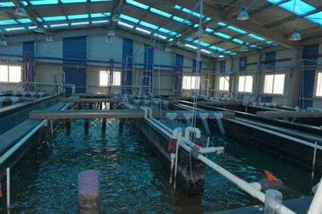 Ouargla: l’aquaculture dans le Sud, un créneau économique porteur à valoriser