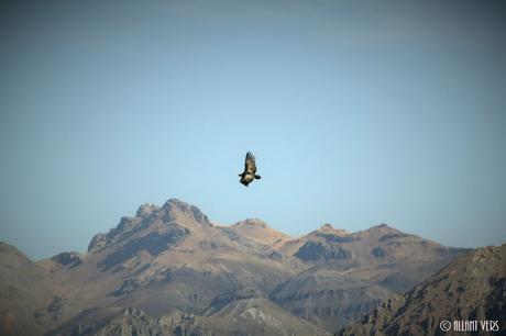 condors-canyon-del-colca 