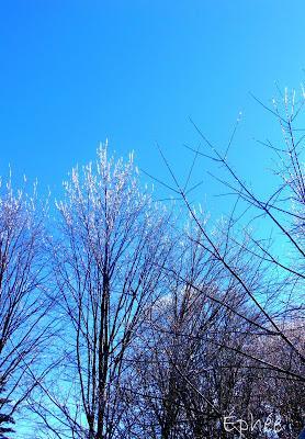 Lasagne tofu épinards Lasagne tofu épinards