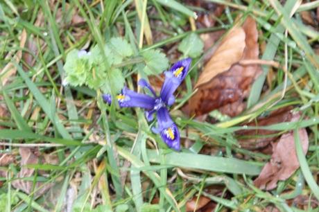 3 iris reticulata veneux 19 fev 2016 005 (1).jpg