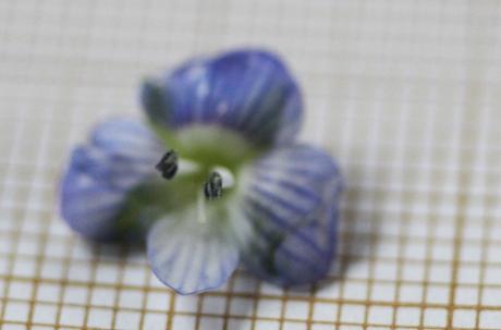 12 veronica persica veneux 24 fev 2016 028.jpg