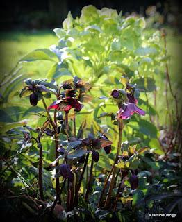 Un rayon de soleil...