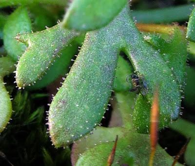 Saxifraga tridactylites (Saxifrage tridactyle)