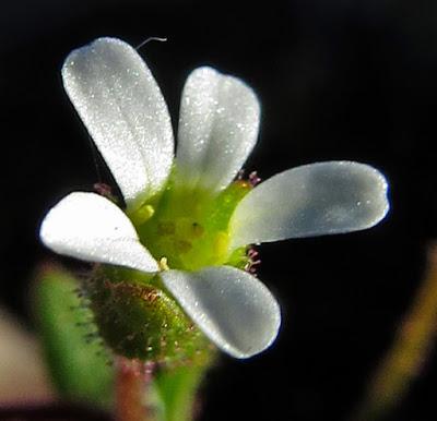 Saxifraga tridactylites (Saxifrage tridactyle)
