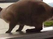 Thinkerview interroge Natacha Polony parle très bien d’elle-même parlant autres