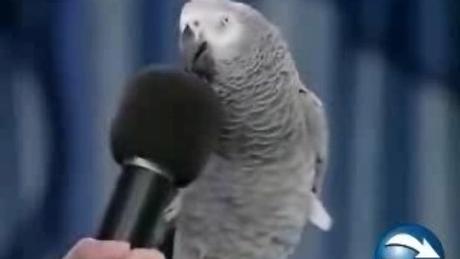 La voix de son maître