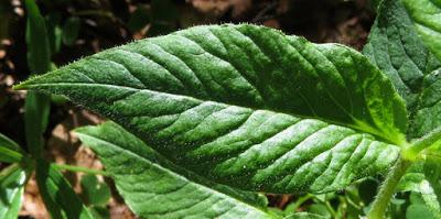 Stellaria nemorum (Stellaire des bois)