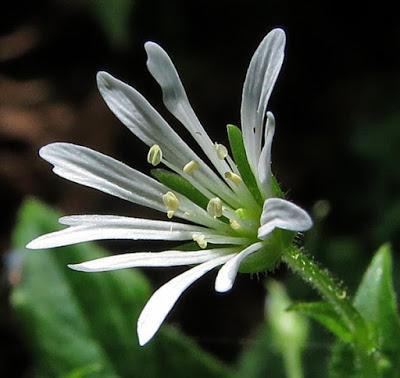 Stellaria nemorum (Stellaire des bois)