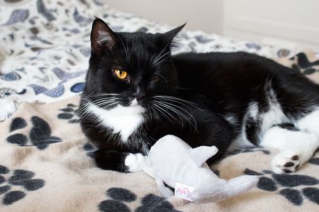 Miaoubox de Février ! miaoubox berlioz