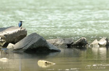 Photographier le martin pêcheur : le guide complet