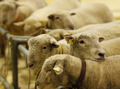 SOCIÉTÉ Salon l'Agriculture 2016 s'ouvre dans climat tendu