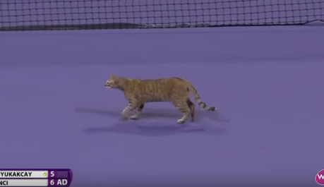 Un chat fait un passage remarqué sur un court de tennis